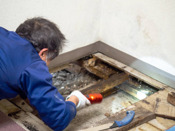 Best Attic Mold Removal  in Chewelah, WA