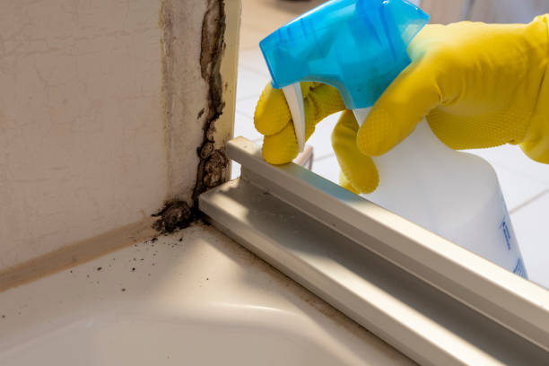 Best Office Mold Removal Services  in Chewelah, WA