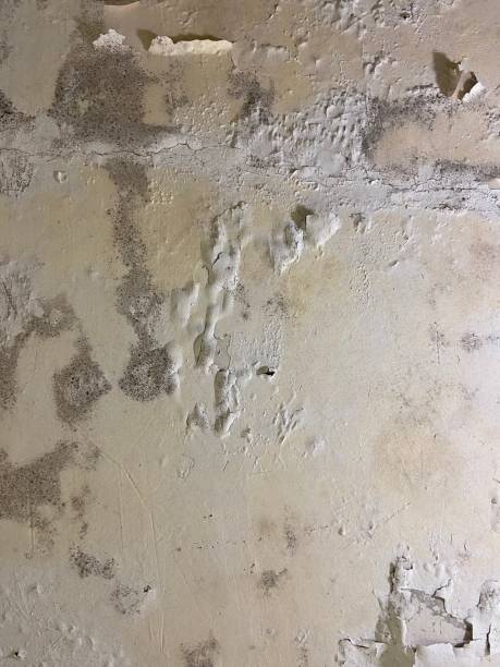 Best Mold Removal Near Me  in Chewelah, WA