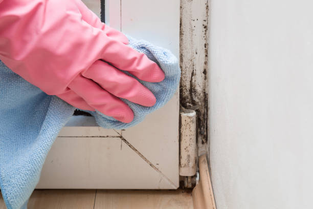 Best Mold Testing  in Chewelah, WA